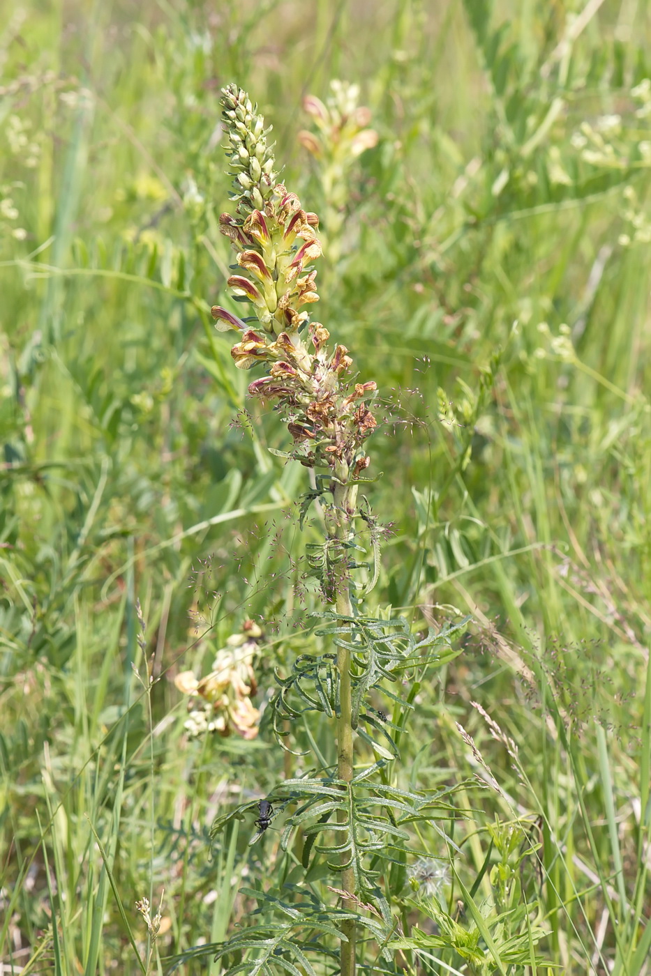 Изображение особи Pedicularis striata.