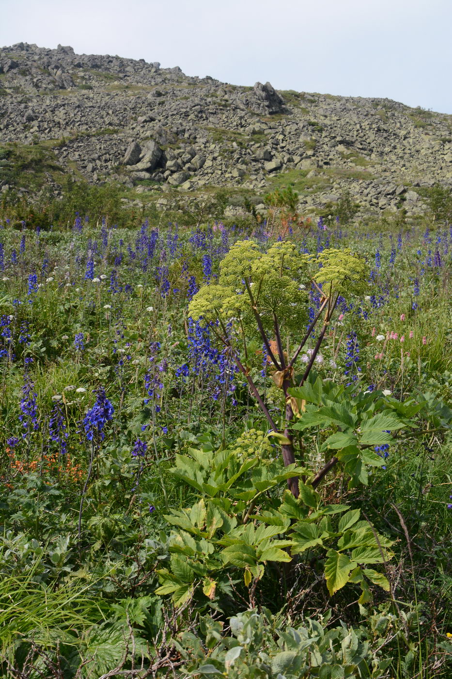 Изображение особи Archangelica officinalis.