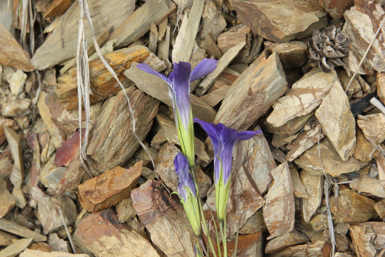 Изображение особи Gentianopsis barbata.