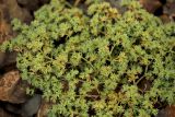Scleranthus annuus