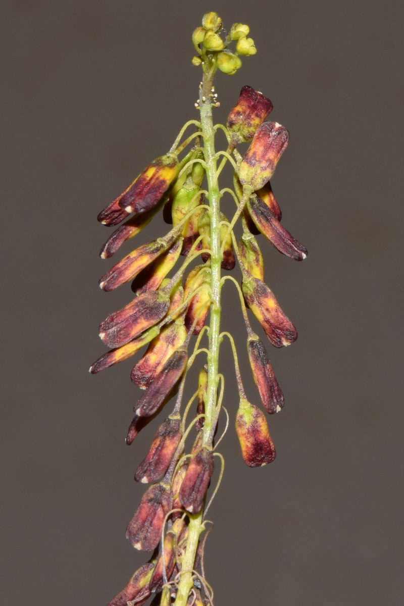 Image of Isatis tinctoria specimen.