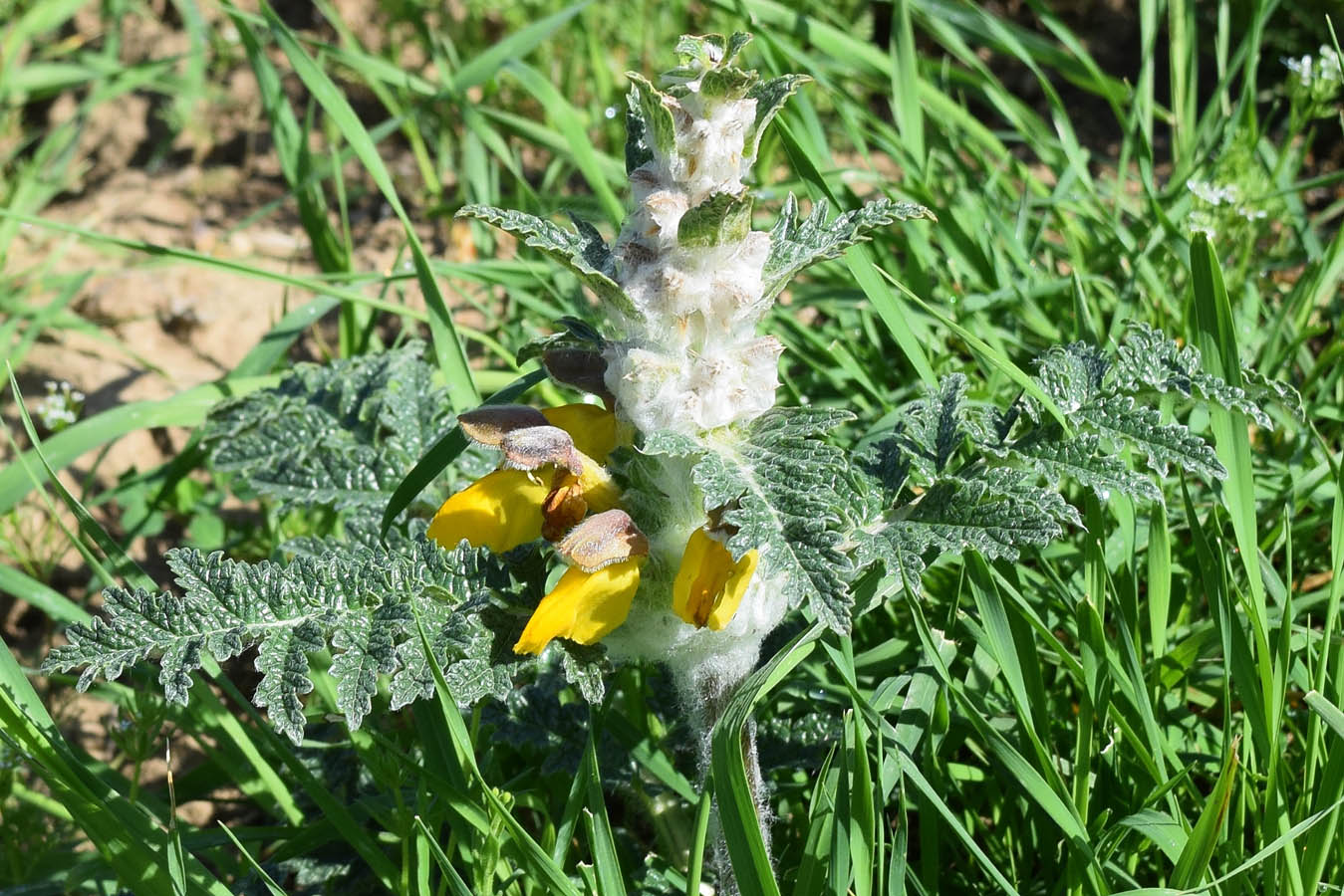 Image of Phlomoides speciosa specimen.