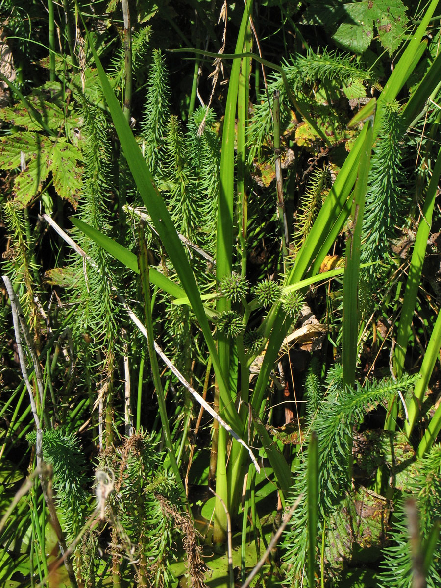 Image of Sparganium microcarpum specimen.