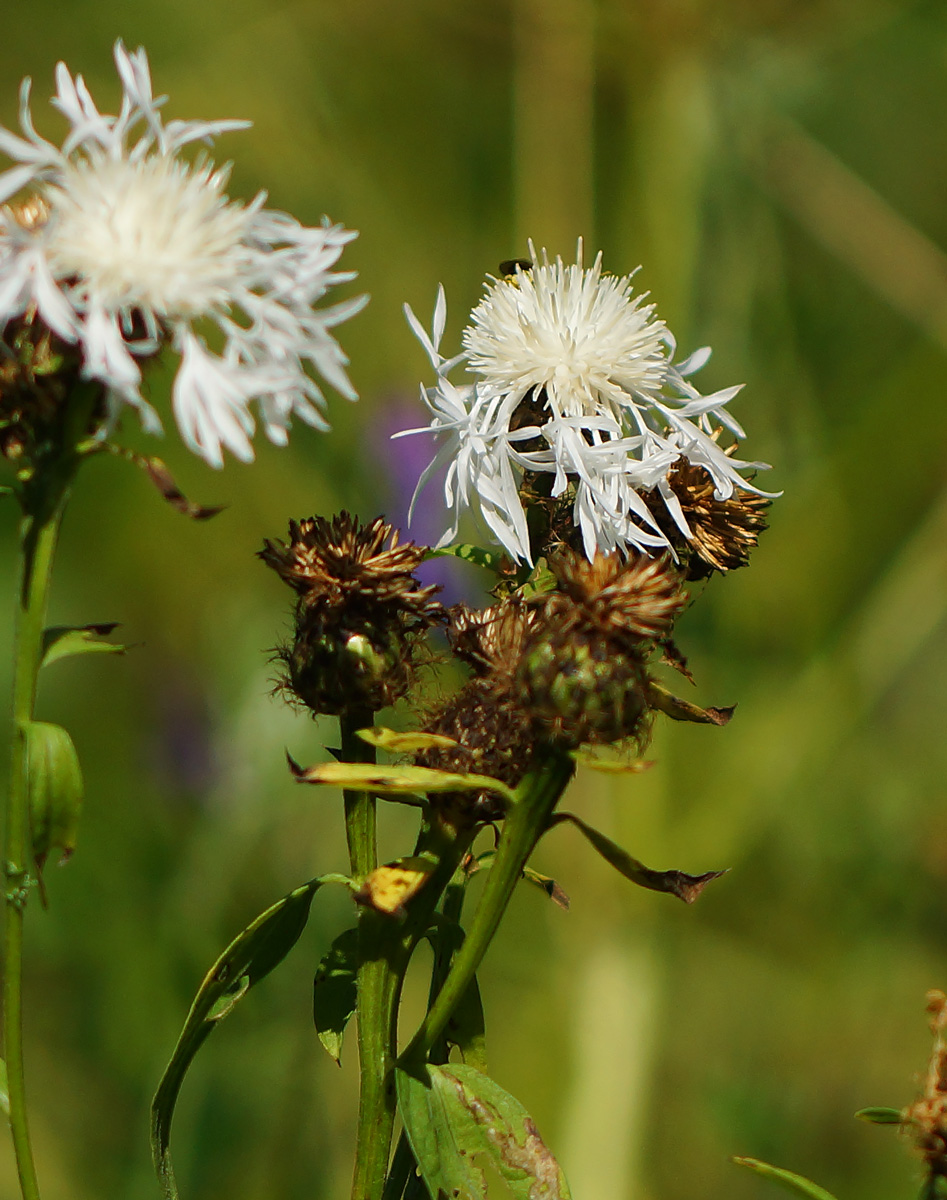 Изображение особи Centaurea phrygia.