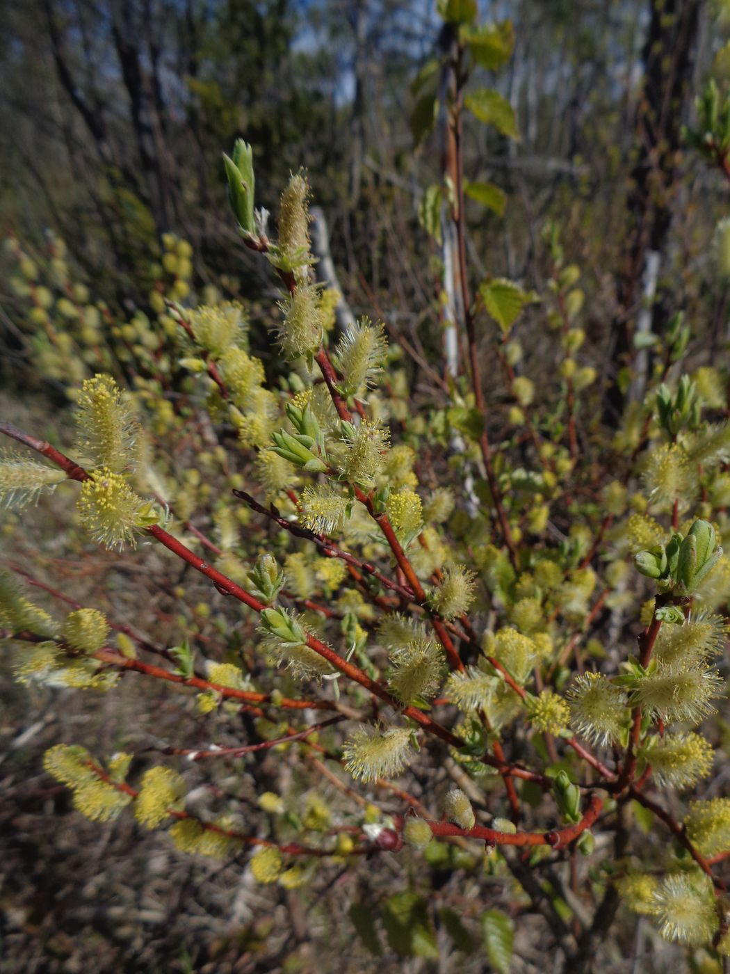 Изображение особи Salix phylicifolia.