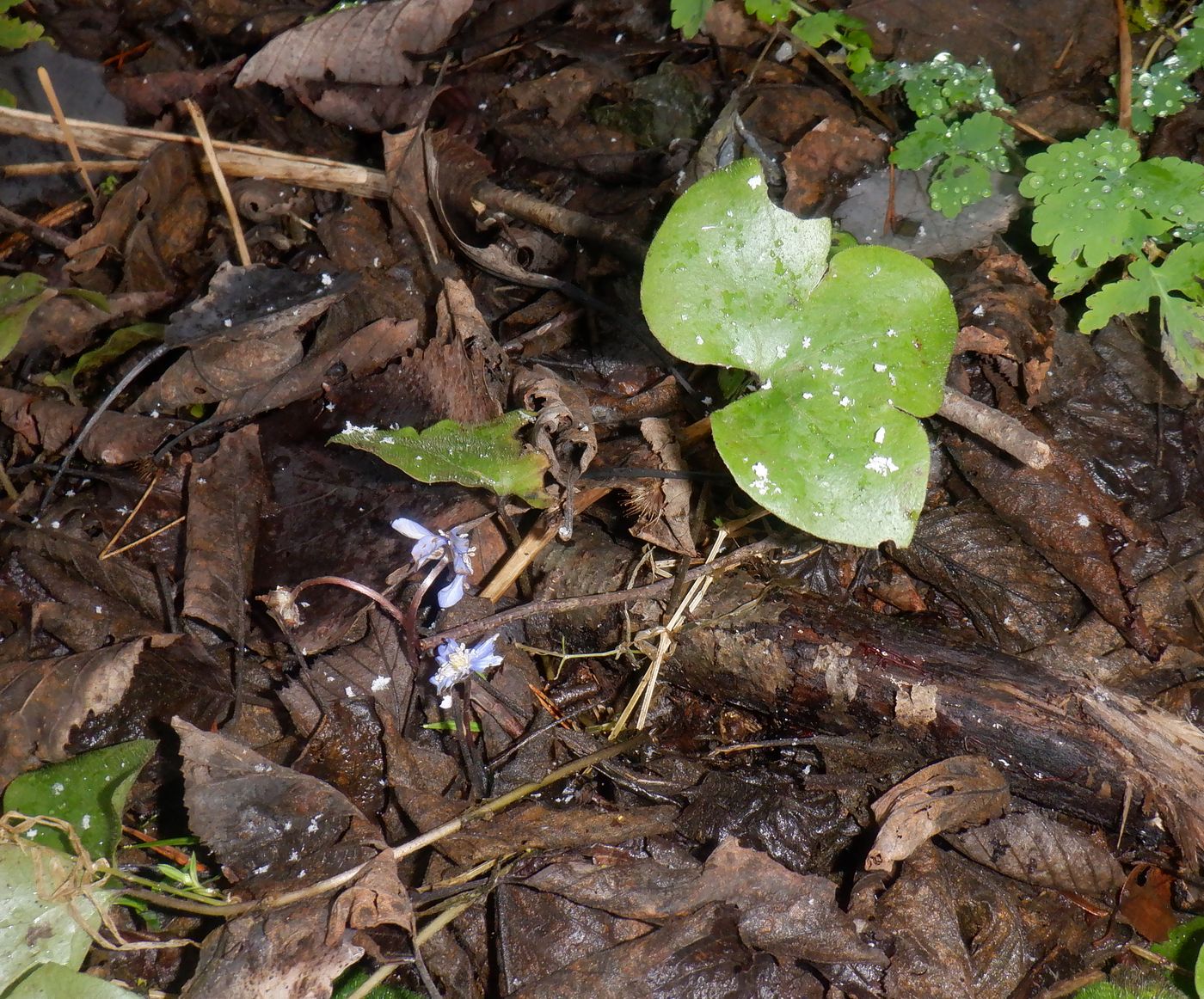 Image of Hepatica nobilis specimen.