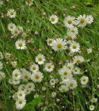 Boltonia asteroides