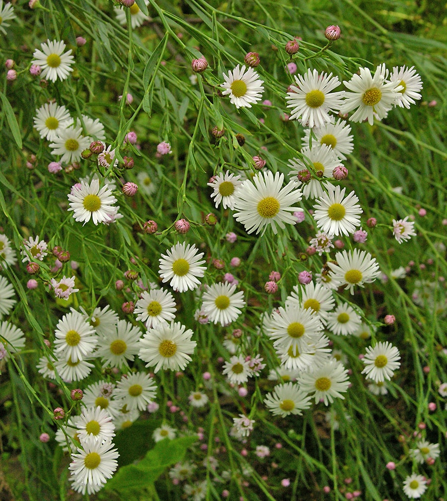 Изображение особи Boltonia asteroides.