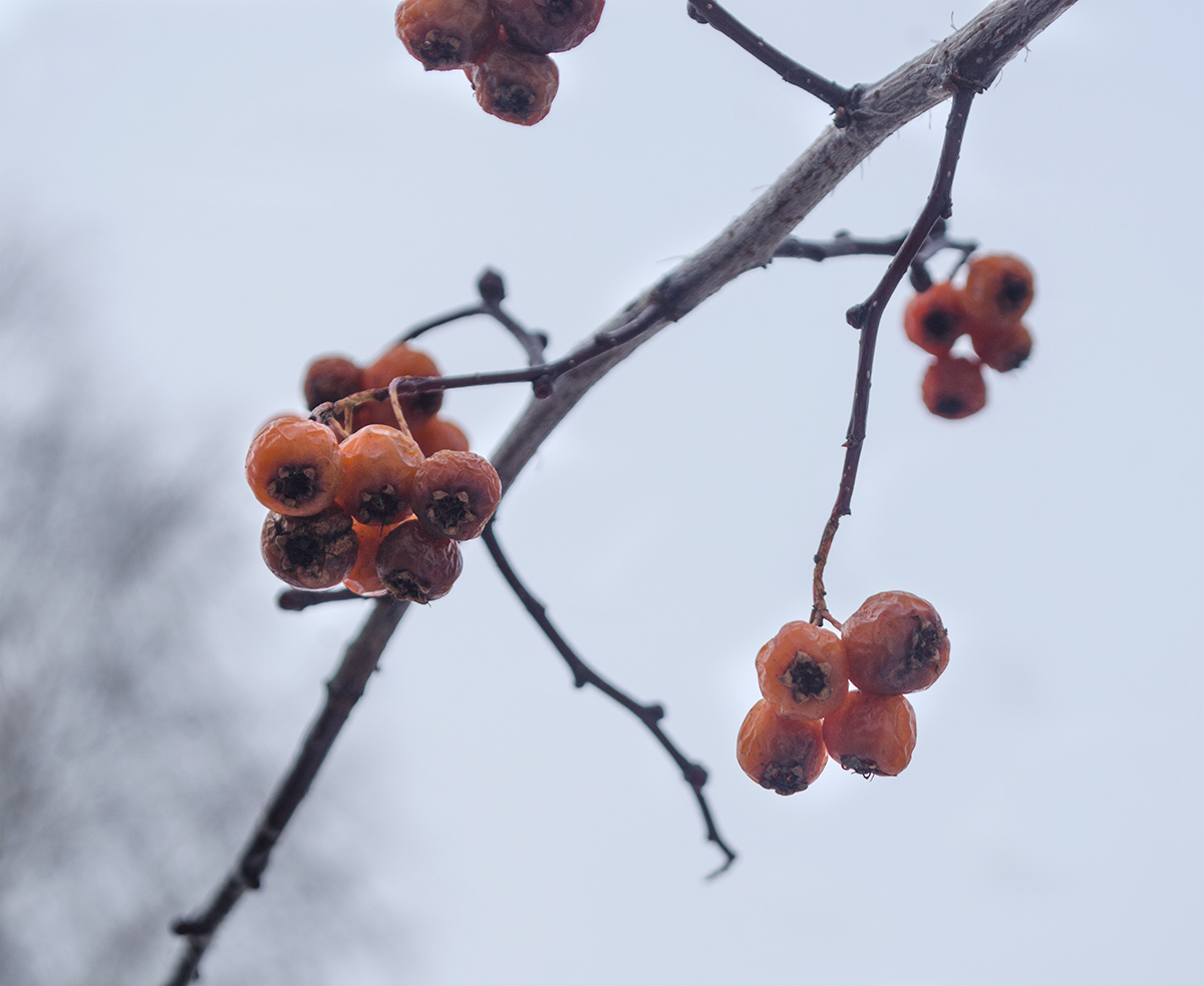 Изображение особи род Crataegus.