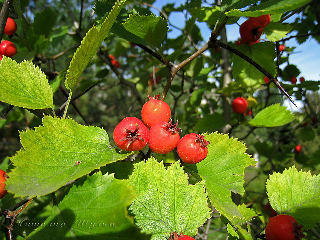 Изображение особи Crataegus submollis.