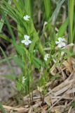 genus Viola