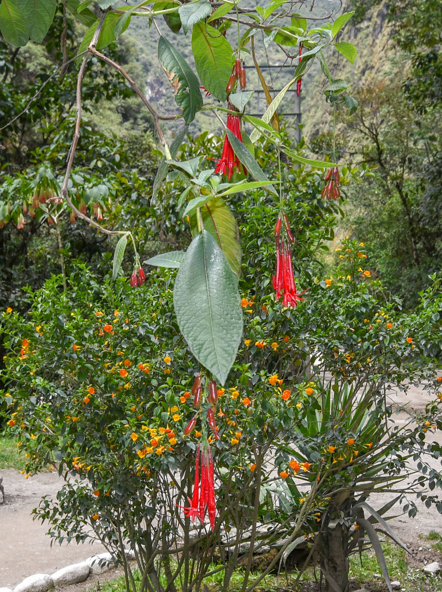 Image of Fuchsia boliviana specimen.