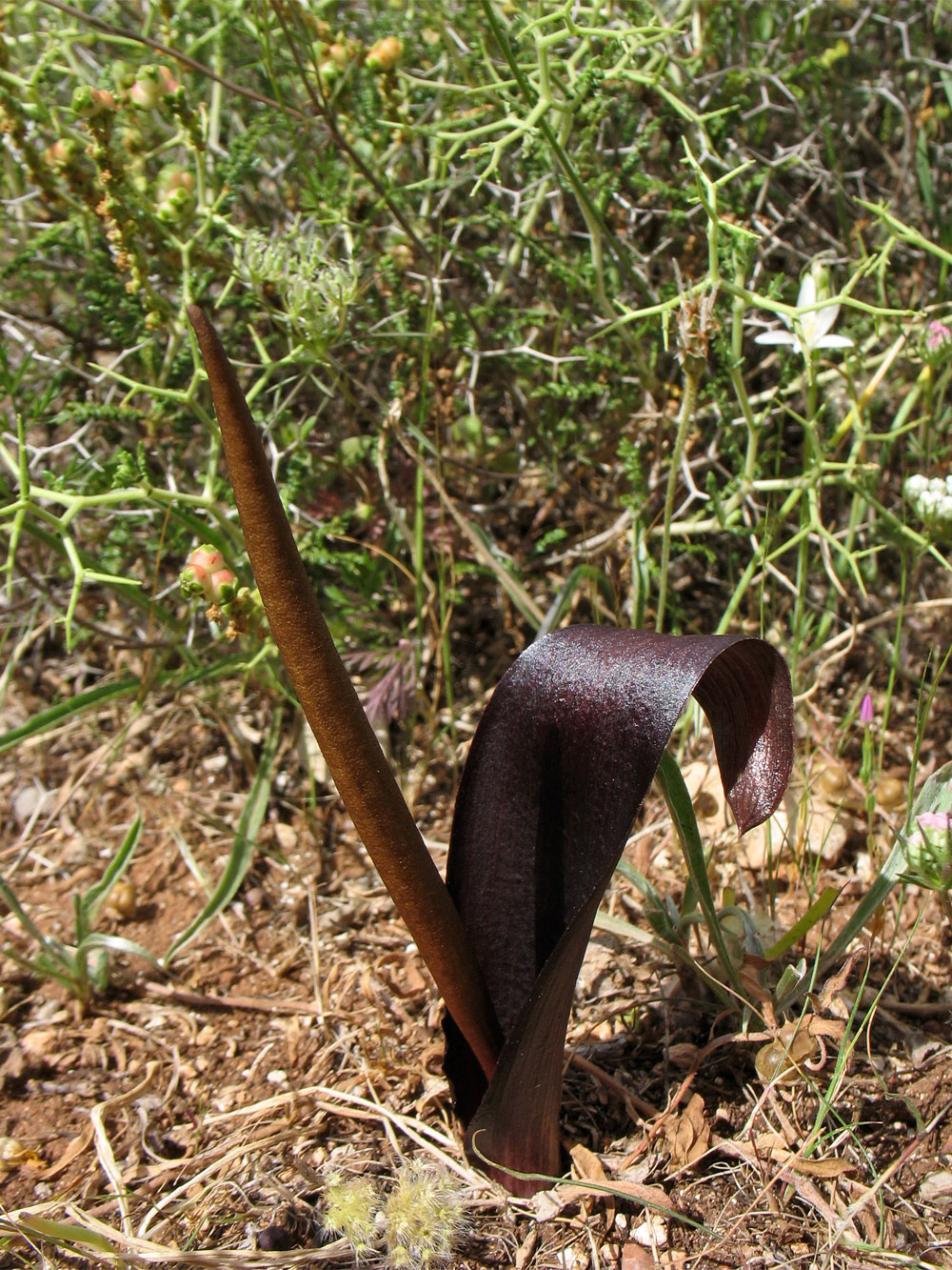 Изображение особи Biarum tenuifolium ssp. zeleborii.