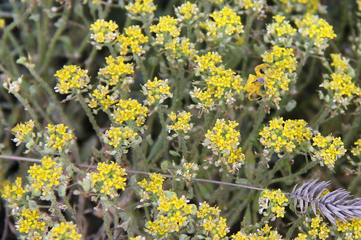 Image of Odontarrhena obtusifolia specimen.