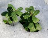 Vaccinium vitis-idaea. Перезимовавшие побеги. Москва, Кузьминки, лес у МКАД. 16.03.2007.