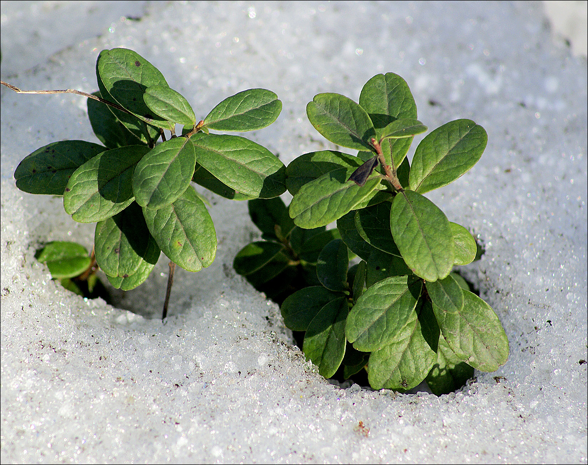 Image of Vaccinium vitis-idaea specimen.