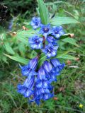 Gentiana asclepiadea