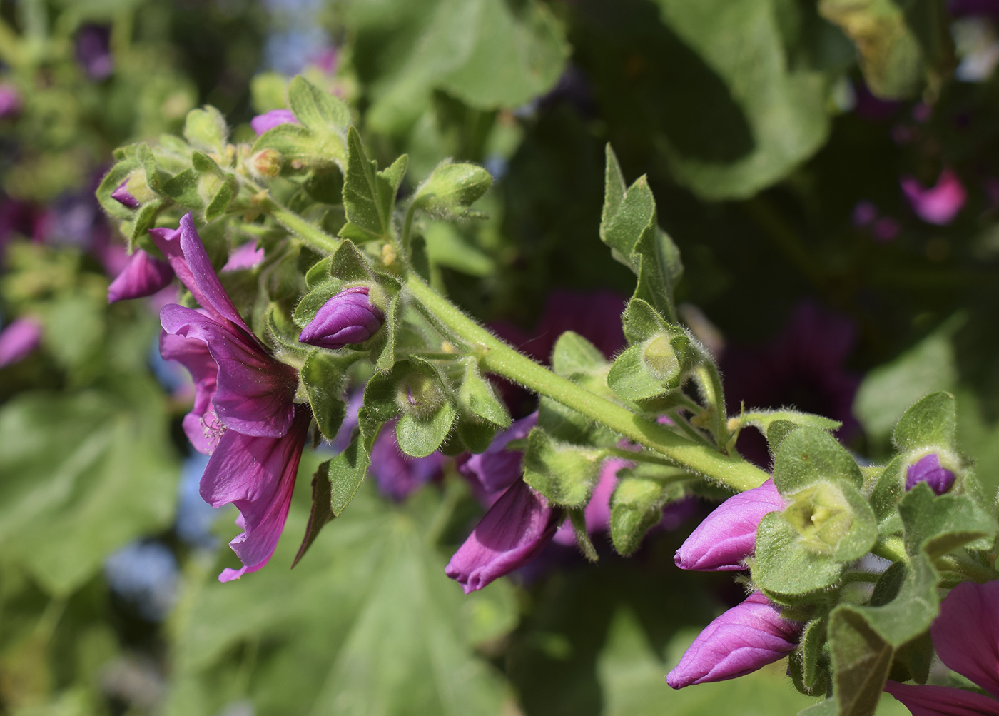 Image of Malva arborea specimen.