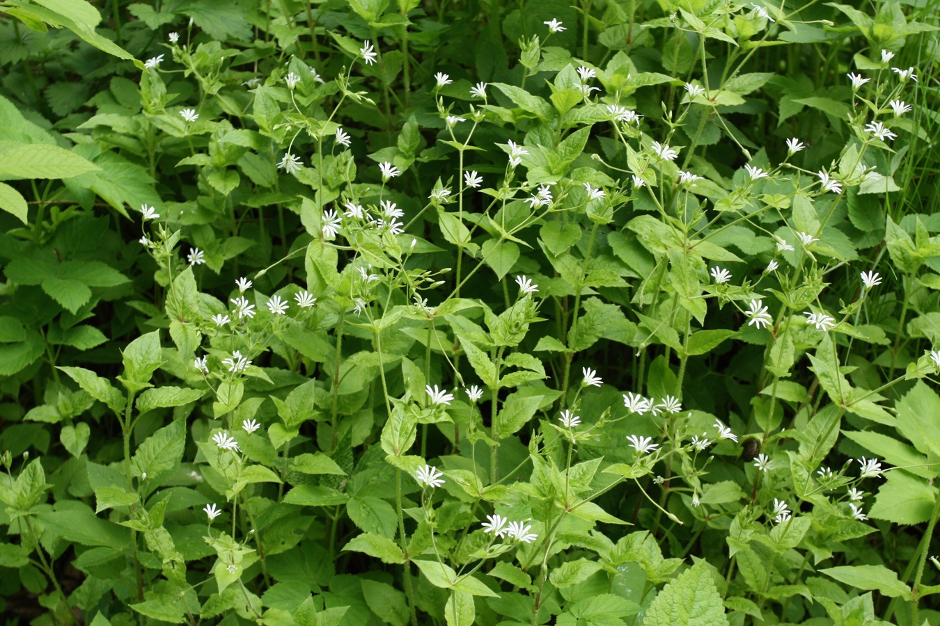 Image of Stellaria nemorum specimen.