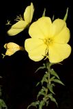 Oenothera glazioviana