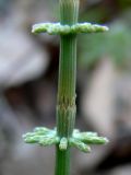 Equisetum pratense