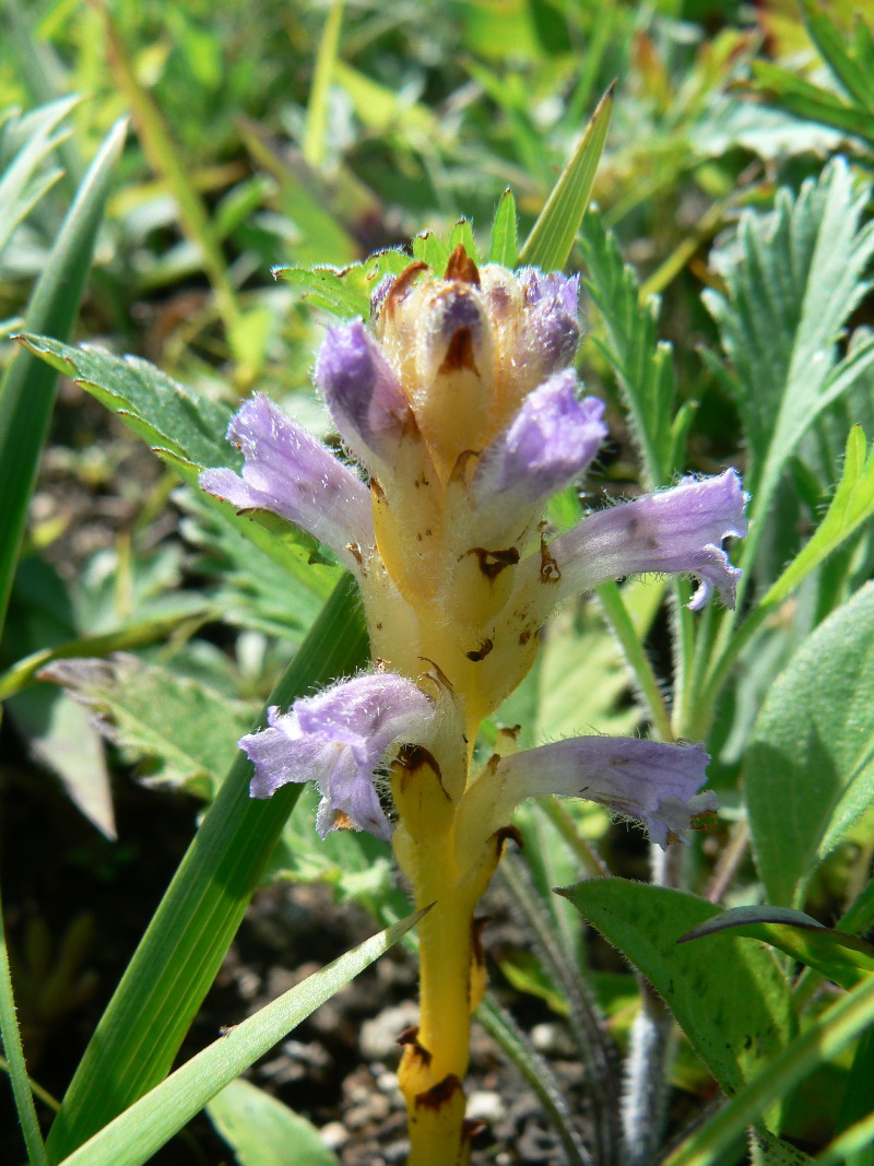 Image of Orobanche amurensis specimen.