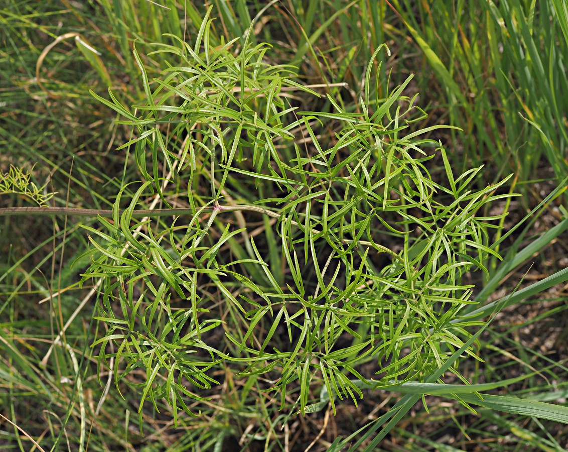 Image of Cenolophium fischeri specimen.