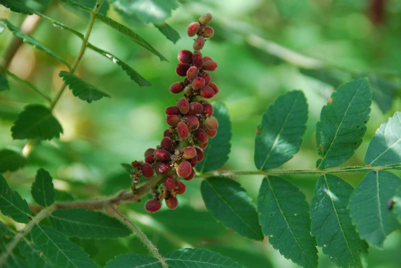 Image of Rhus coriaria specimen.