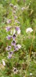 Delphinium dasyanthum