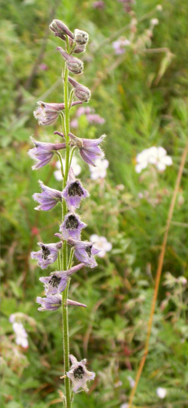 Image of Delphinium dasyanthum specimen.