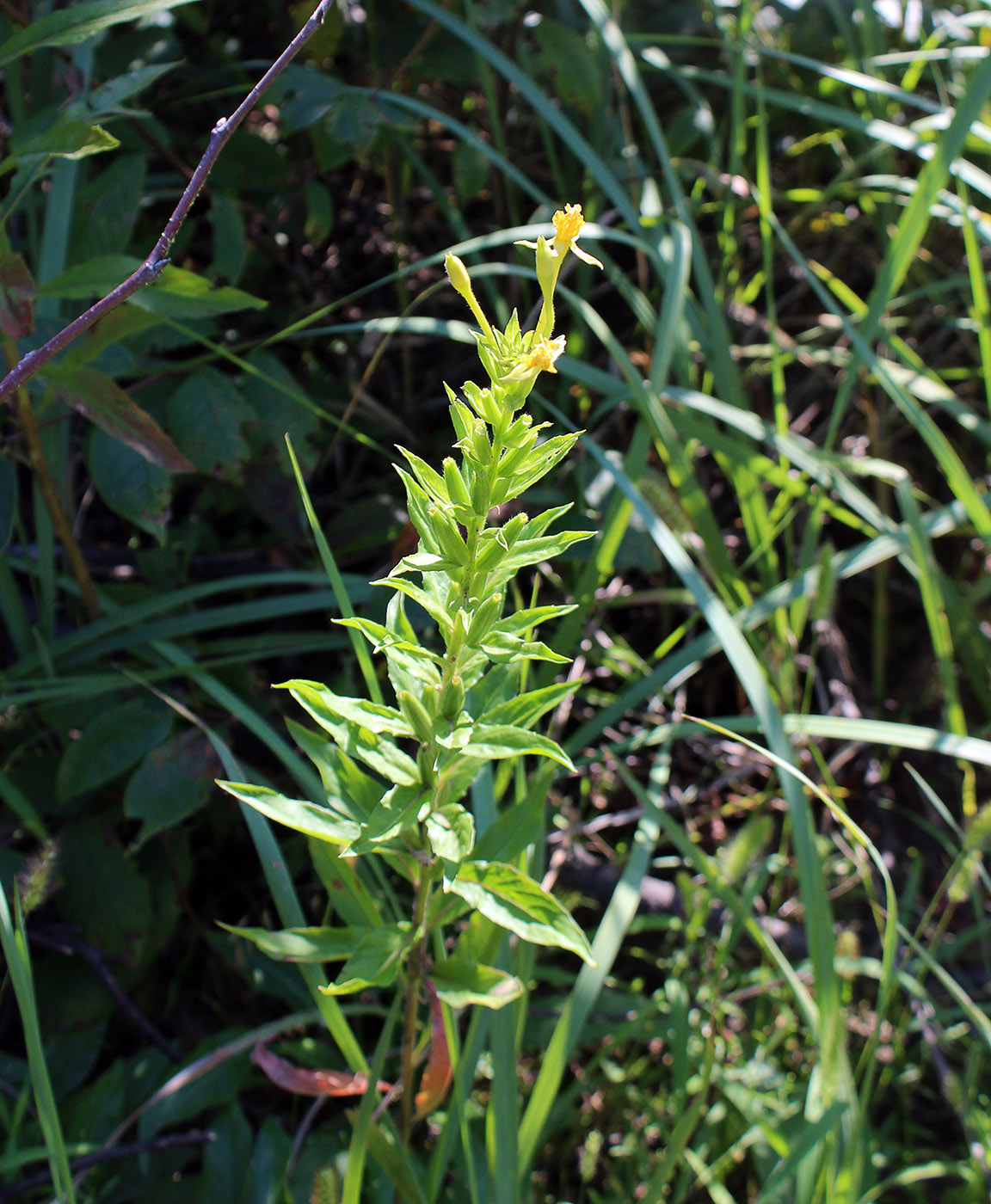 Изображение особи Oenothera oakesiana.