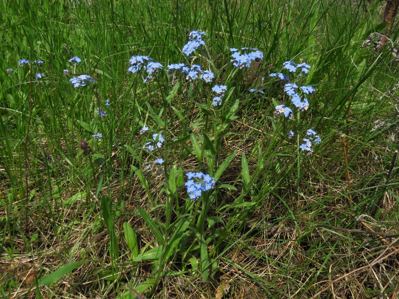 Изображение особи род Myosotis.