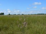 Pedicularis grandiflora. Аспект цветущих растений на заливном лугу. Еврейская автономная обл., Смидовичский р-н, окр. ст. Урми. 13.08.2012.