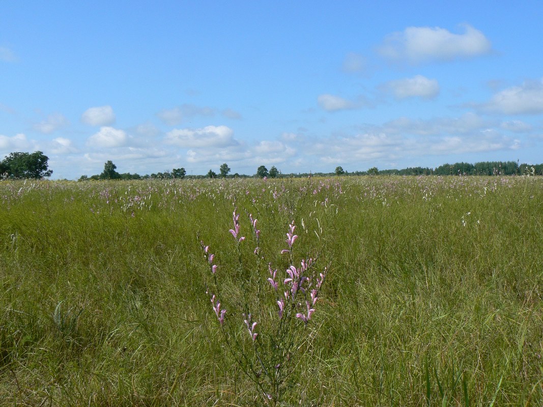 Изображение особи Pedicularis grandiflora.