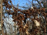 род Cuscuta