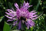 Centaurea phrygia