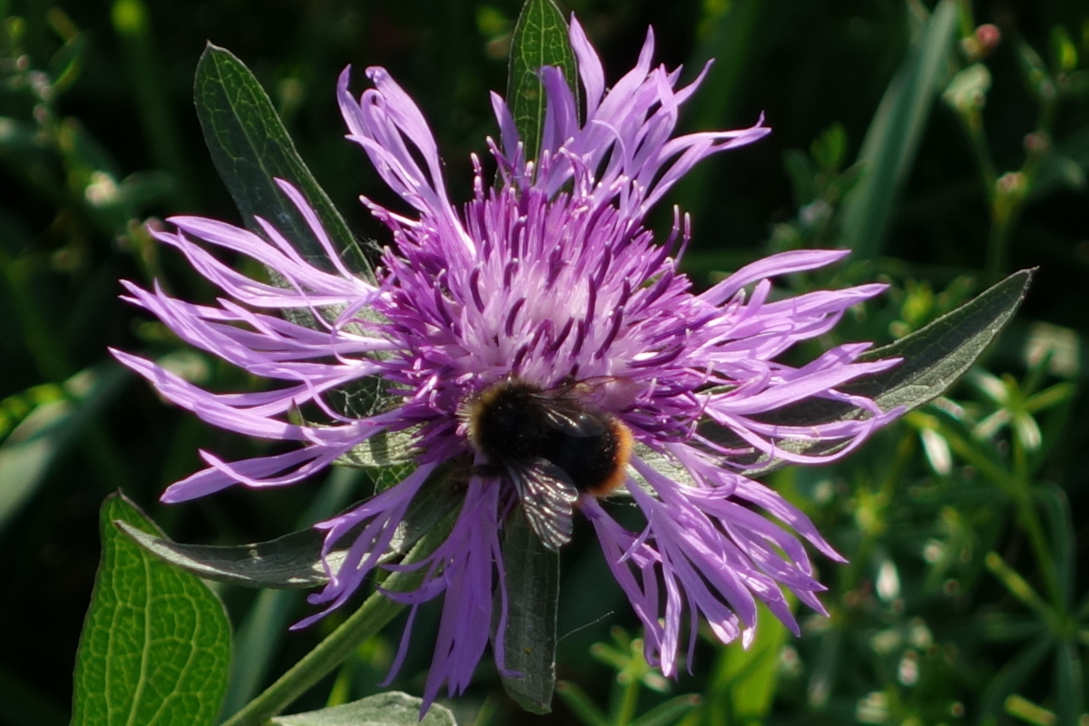 Image of Centaurea phrygia specimen.