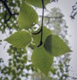 Betula grossa