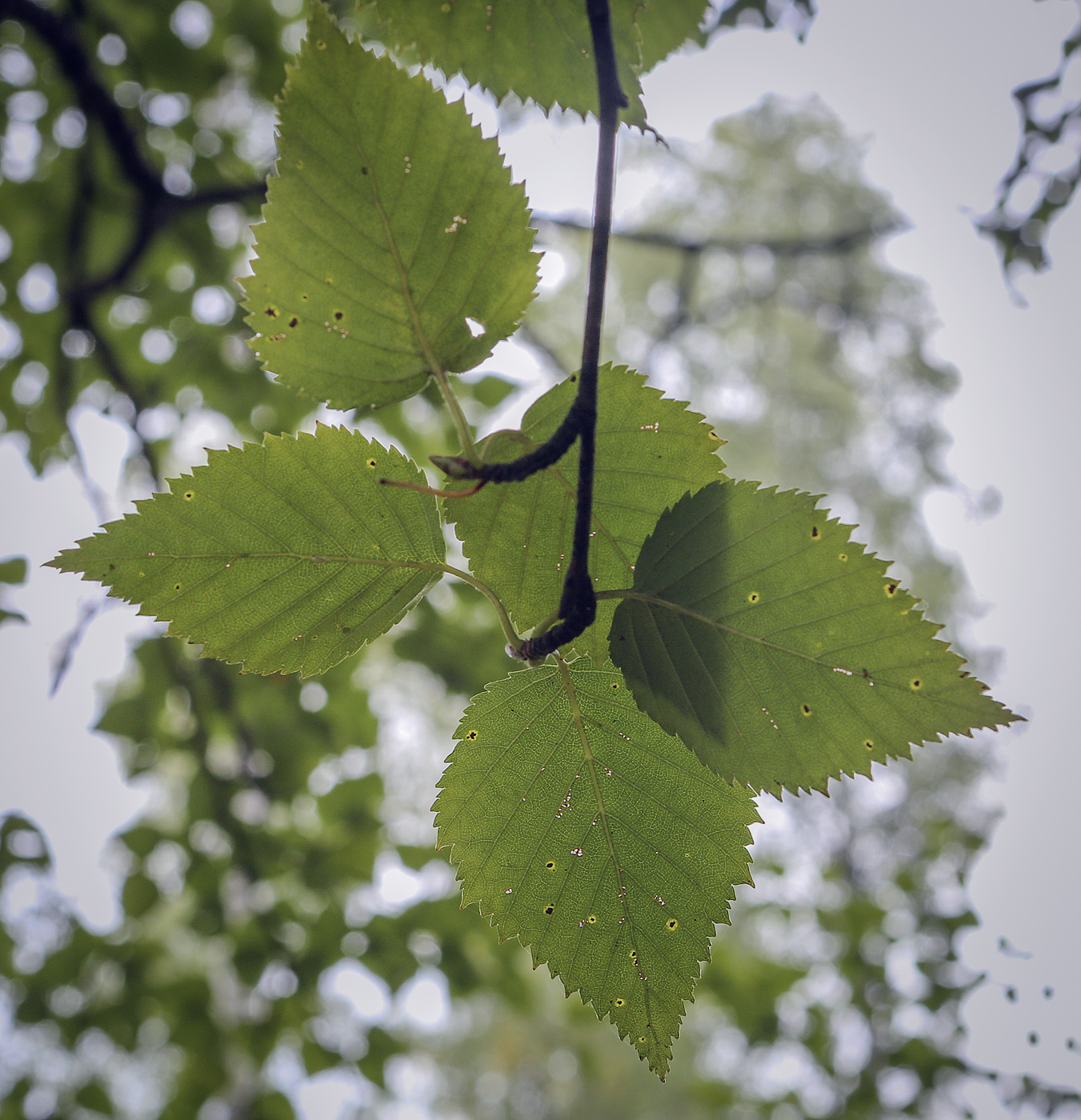 Изображение особи Betula grossa.