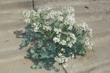 Crambe maritima