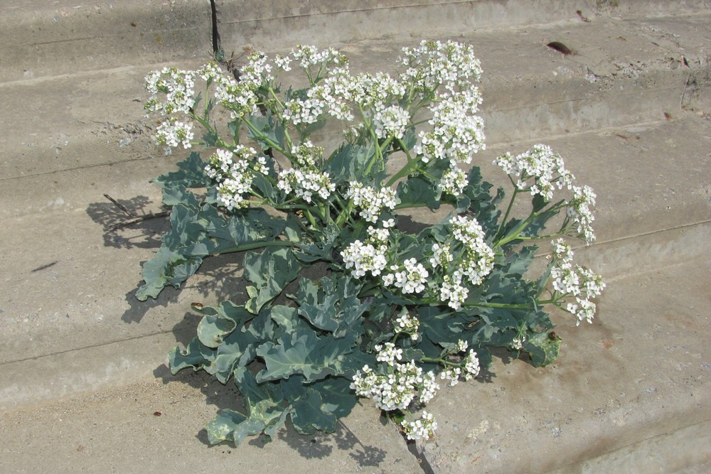 Изображение особи Crambe maritima.