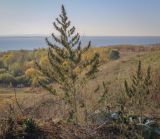Cannabis sativa variety spontanea. Плодоносящие растения. Республика Удмуртия, Каракулинский р-н, Ныргындинское сельское поселение, дер. Зуевы Ключи, свалка растительных отходов. 08.10.2021.