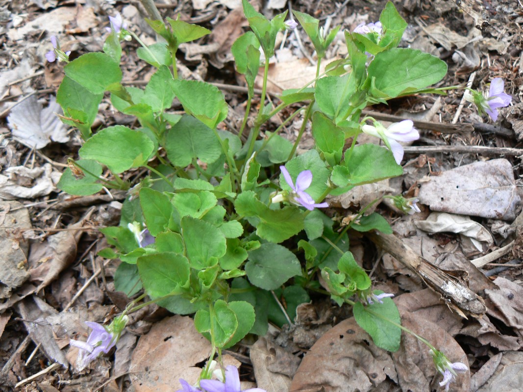 Image of Viola brachysepala specimen.