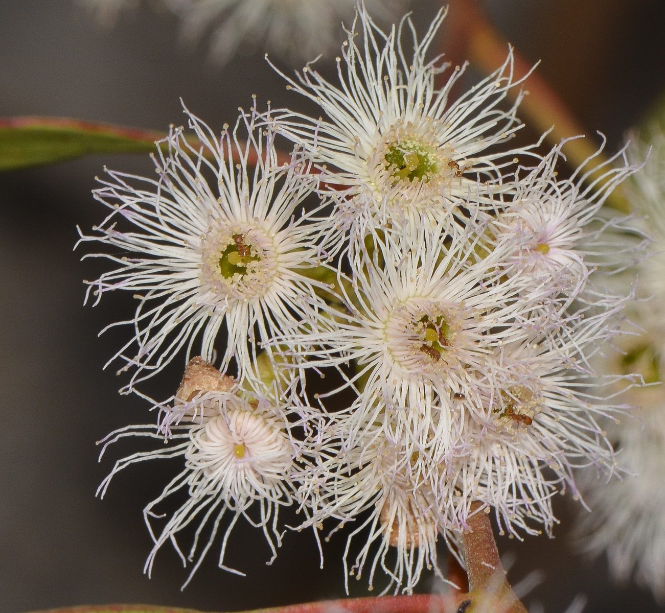 Image of genus Eucalyptus specimen.