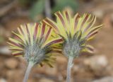 genus Pilosella