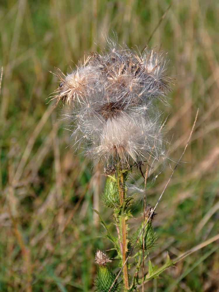 Image of Cirsium vulgare specimen.