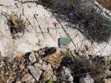 Crupina crupinastrum