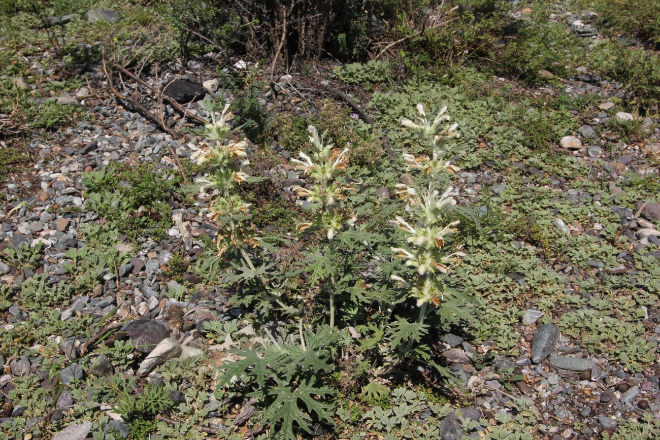 Image of Panzerina lanata specimen.