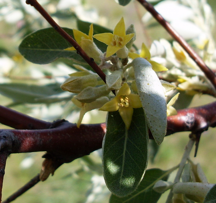 Image of Elaeagnus angustifolia specimen.