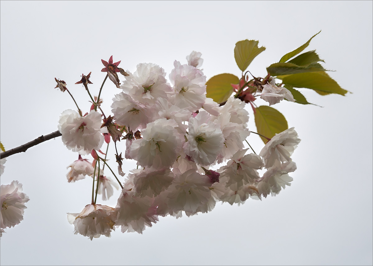 Изображение особи Prunus serrulata.